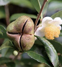 Load image into Gallery viewer, Gold Tea Oil - Den's Tea
